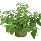 Μελισσόχορτο - Melissa officinalis